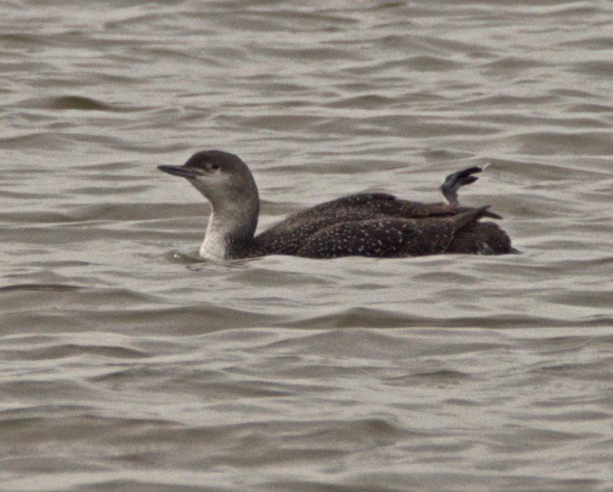 Red-throated Loon - ML95746481