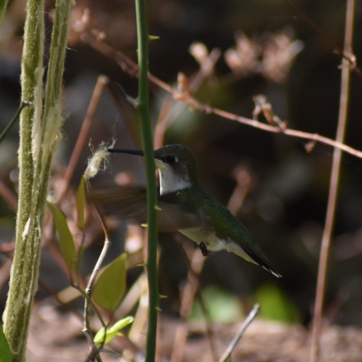 Ruby-throated Hummingbird - Andrew Rapp