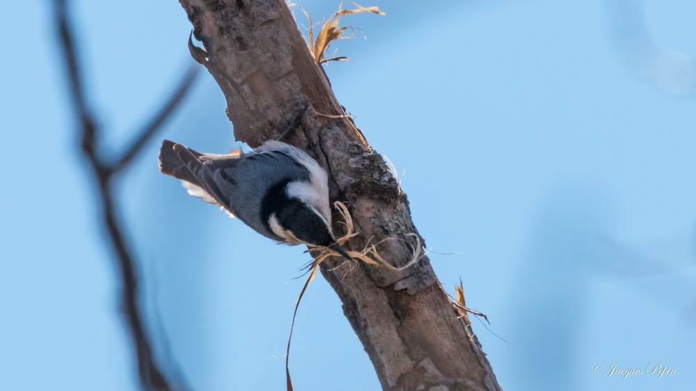 White-breasted Nuthatch - ML95749761
