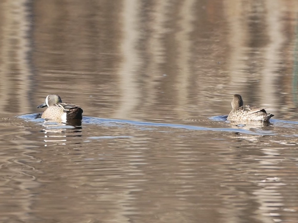 Blue-winged Teal - ML95751931