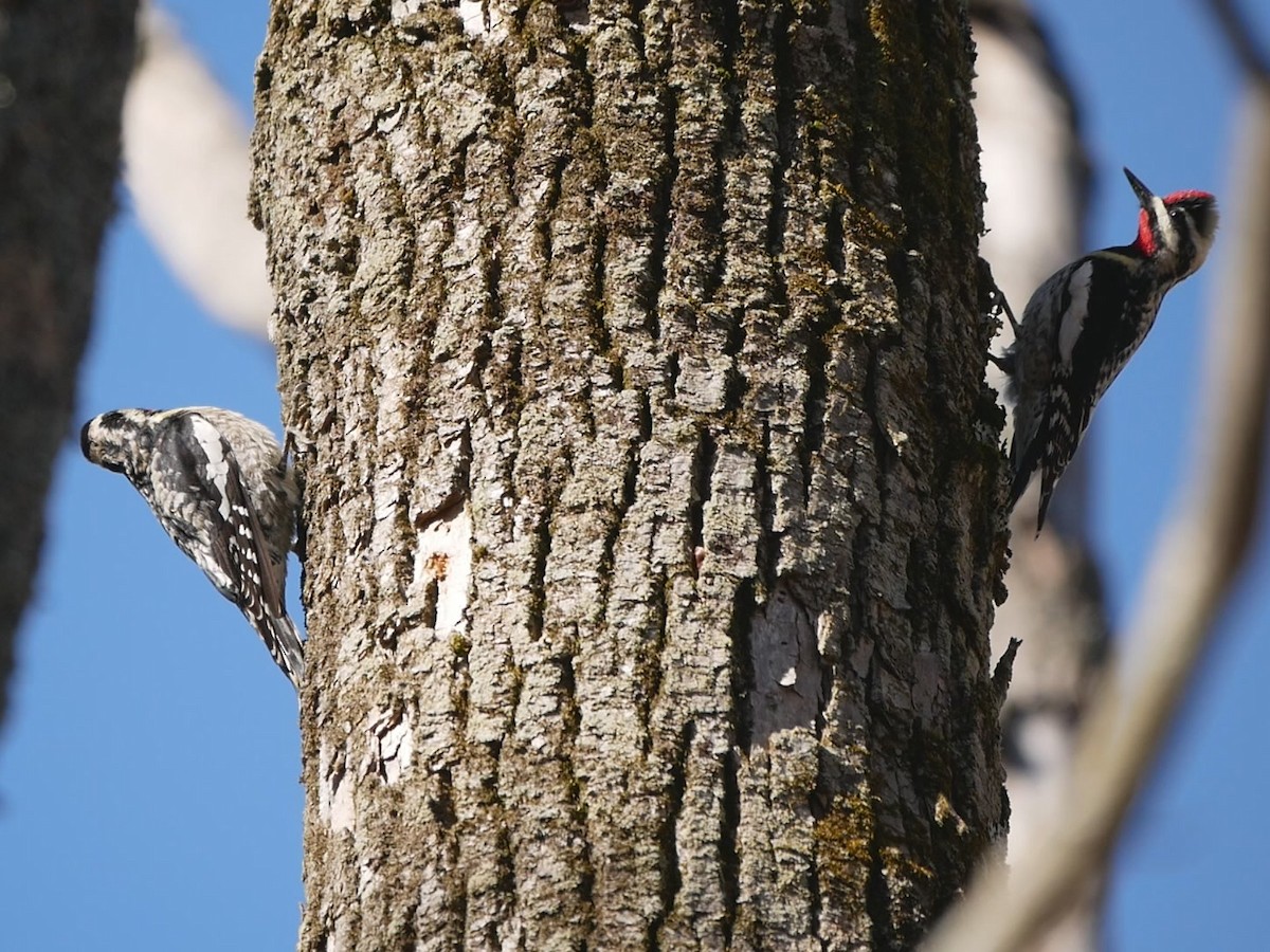 Yellow-bellied Sapsucker - Wee Hao Ng
