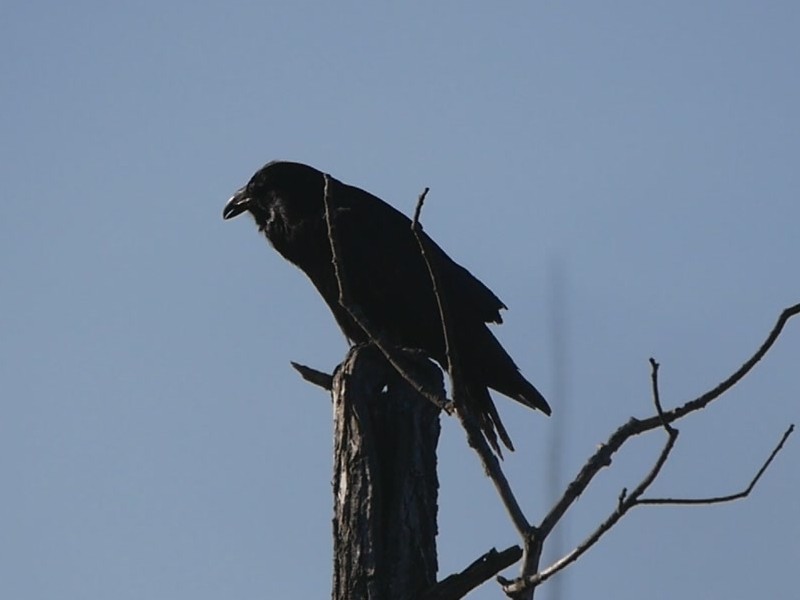 Common Raven - ML95752991