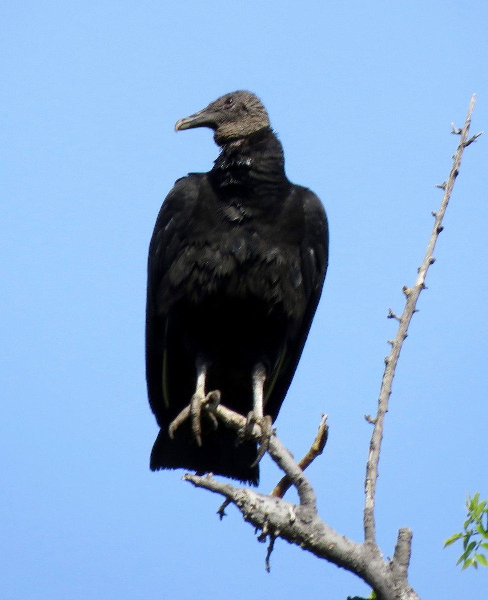 Black Vulture - Don Glasco