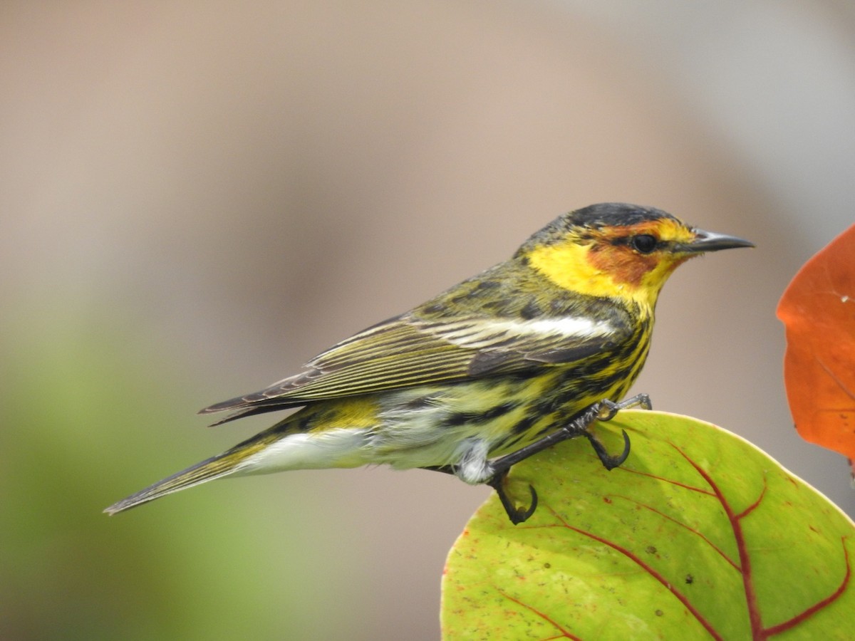 Cape May Warbler - Bruce Hoover