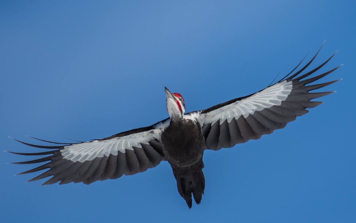 Pileated Woodpecker - Simon Boivin
