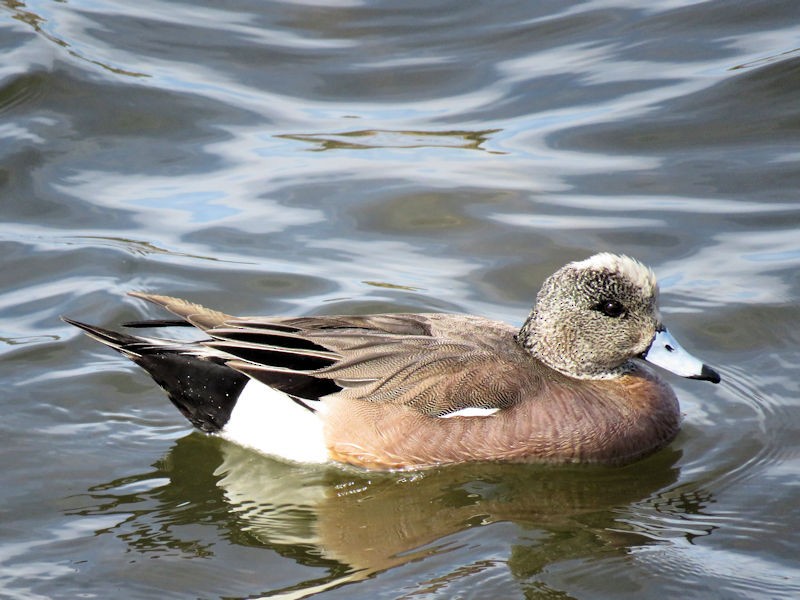 American Wigeon - Dean Newhouse