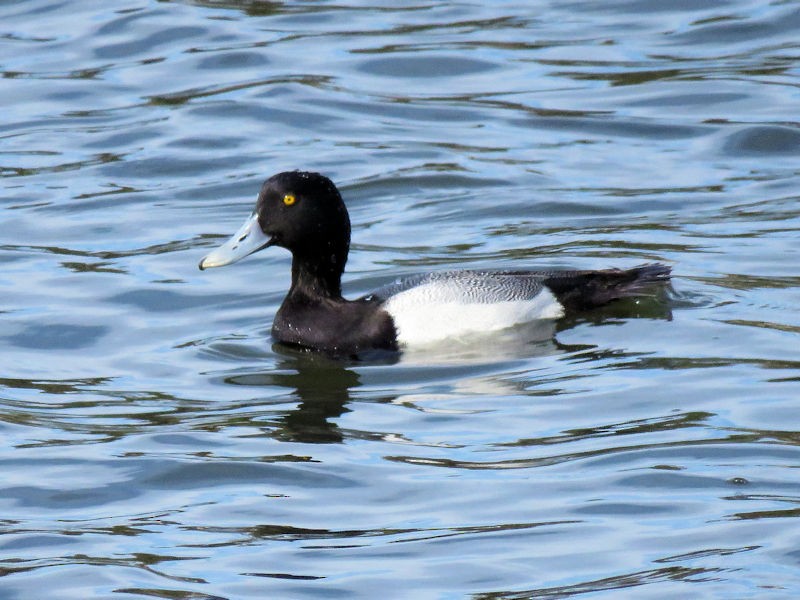 Greater Scaup - Dean Newhouse