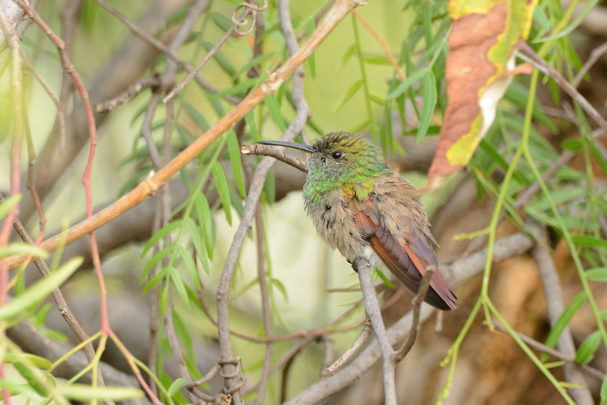 Berylline Hummingbird - Miguel Aguilar @birdnomad