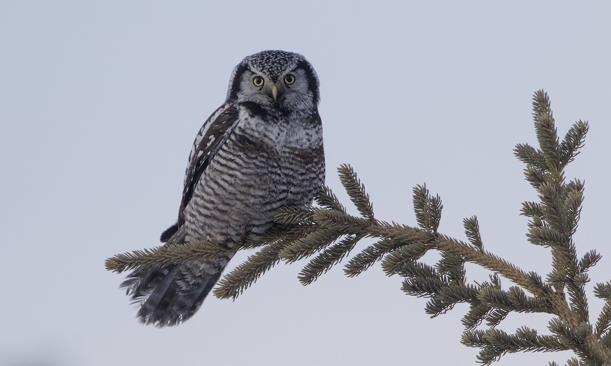 Northern Hawk Owl - ML95760041