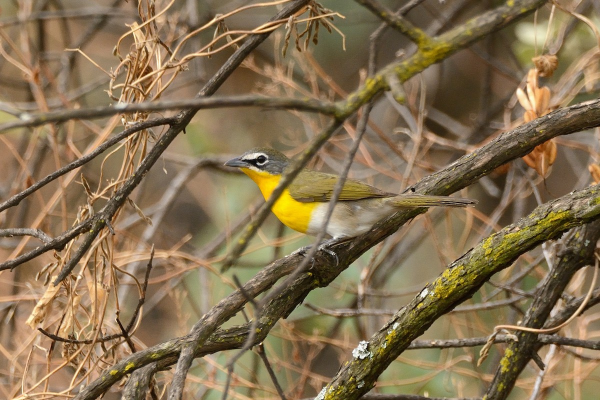 Yellow-breasted Chat - ML95760281