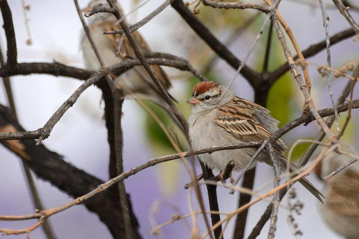 Chipping Sparrow - Miguel Aguilar @birdnomad