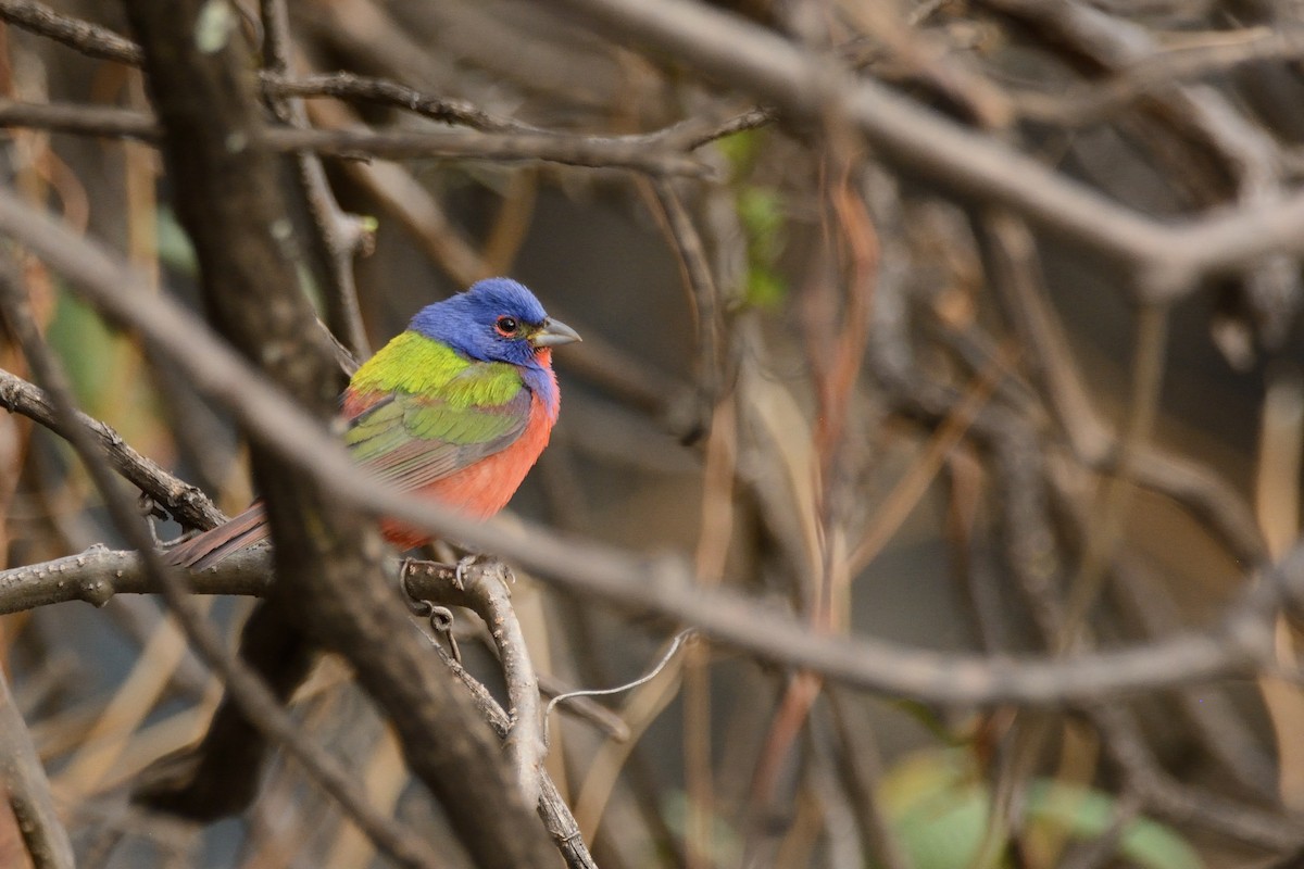 Painted Bunting - ML95760371