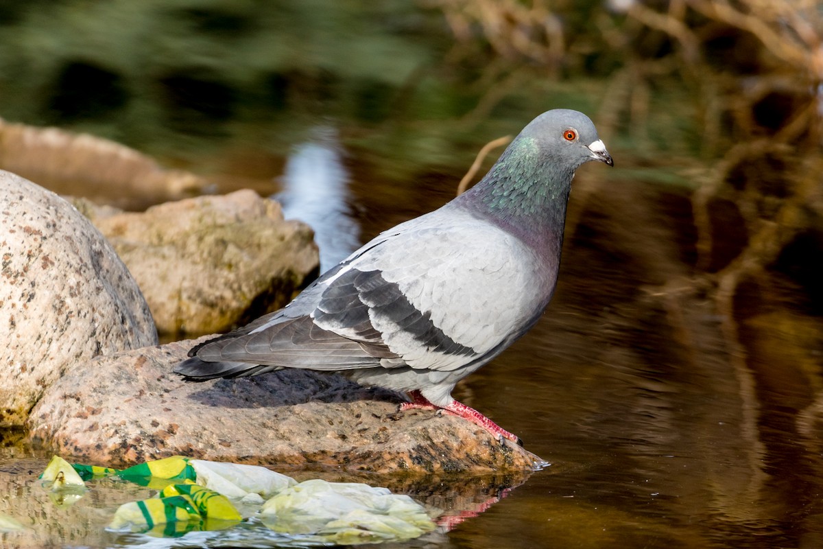 Rock Pigeon (Feral Pigeon) - ML95765801