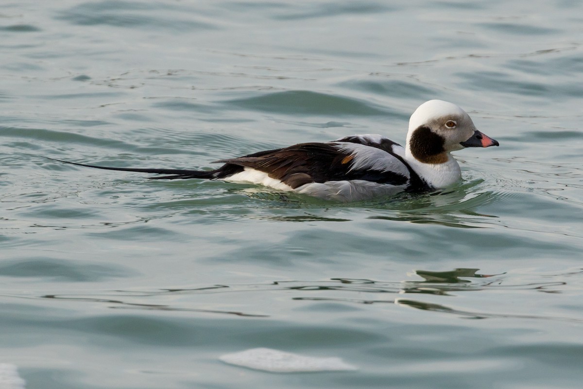 Long-tailed Duck - ML95766201