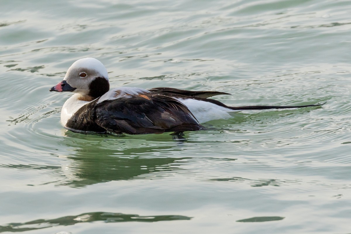 Long-tailed Duck - ML95766211