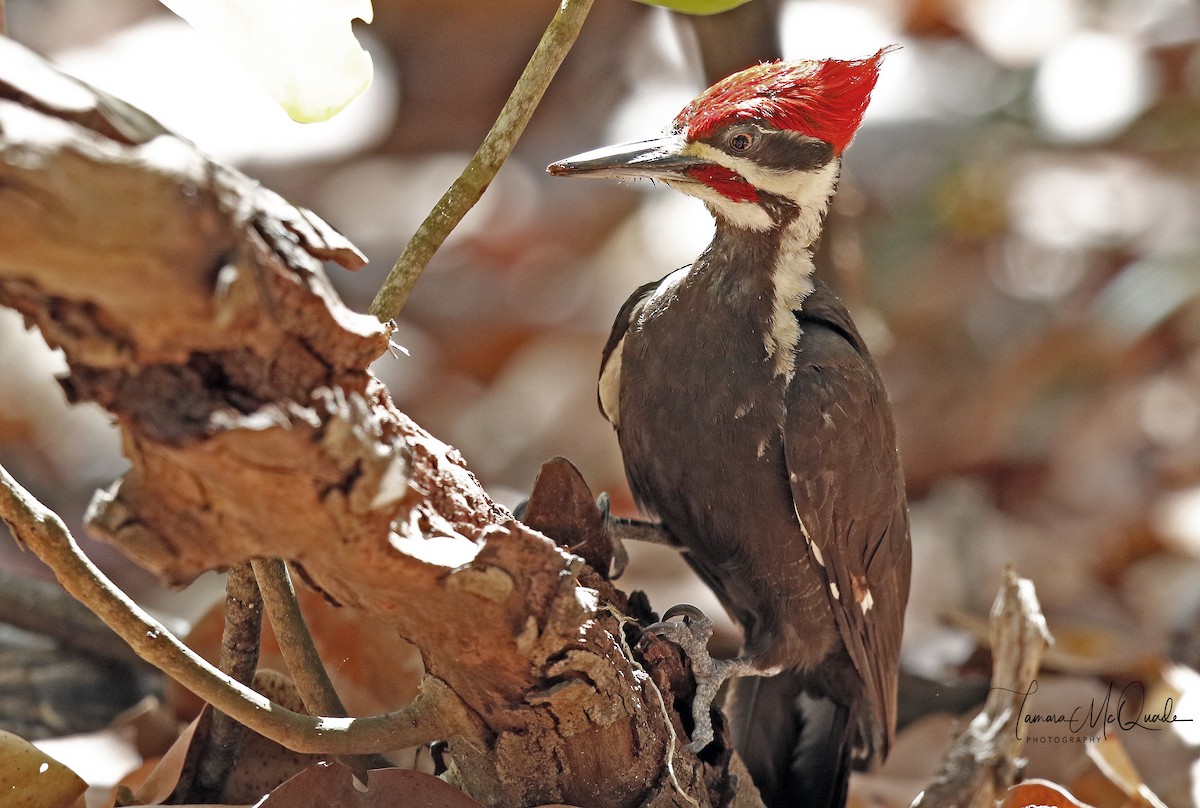 Pileated Woodpecker - ML95766571
