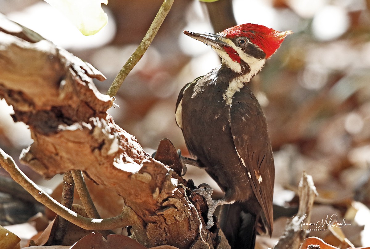 Pileated Woodpecker - ML95766611