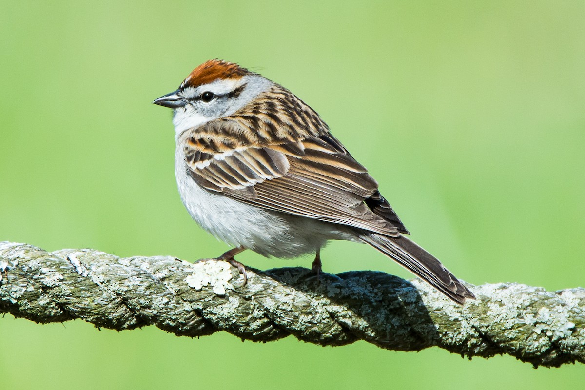 Chipping Sparrow - Beth and Dan Fedorko