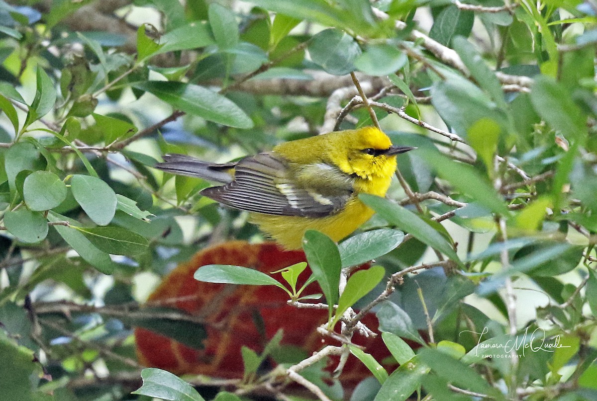 Blue-winged Warbler - Tammy McQuade