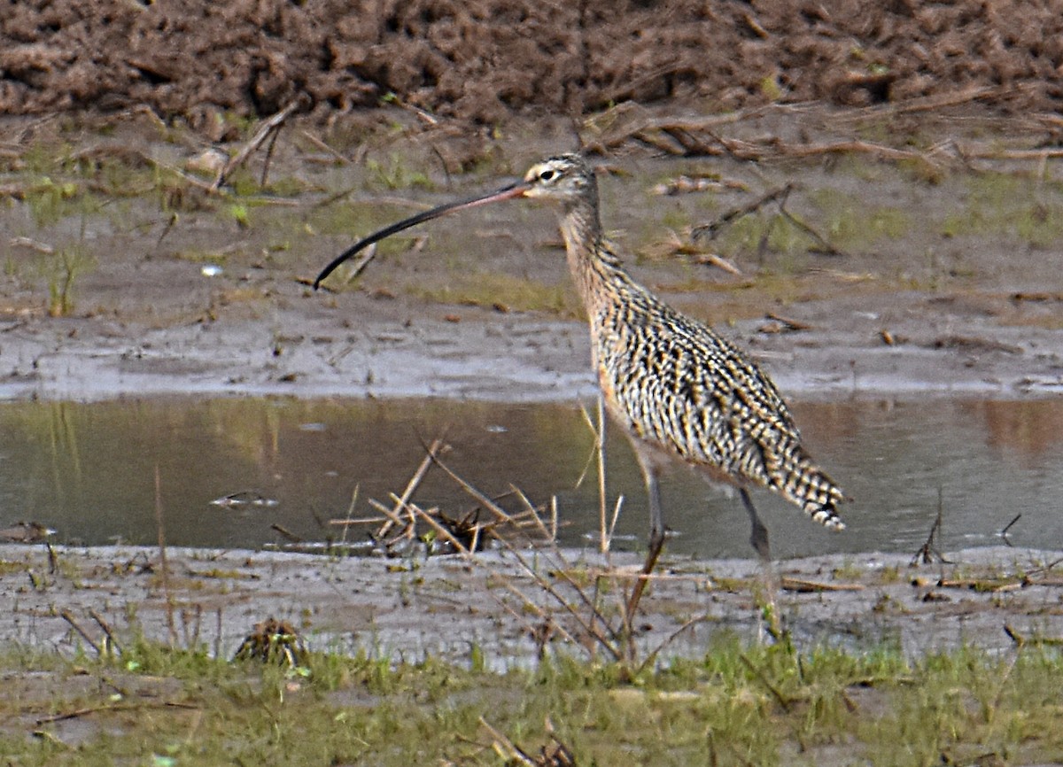 Long-billed Curlew - ML95768941