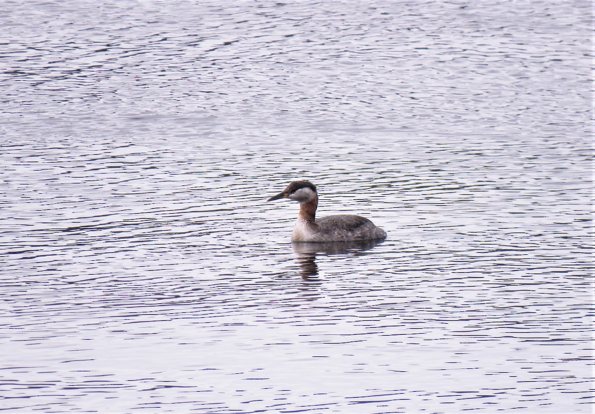 Red-necked Grebe - ML95773251