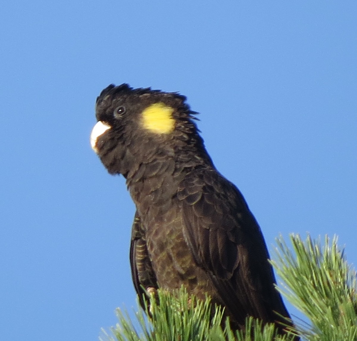 Yellow-tailed Black-Cockatoo - Sandra Henderson