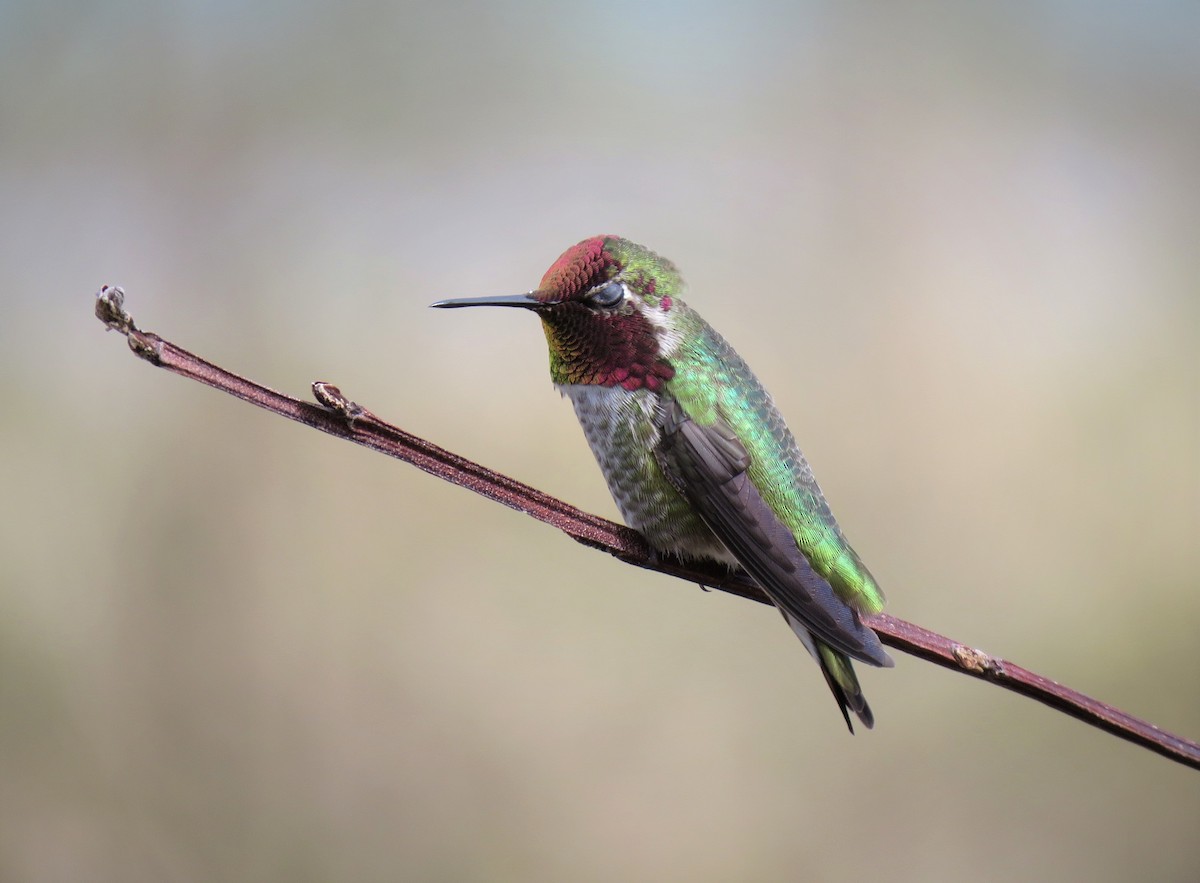 Anna's Hummingbird - ML95774461