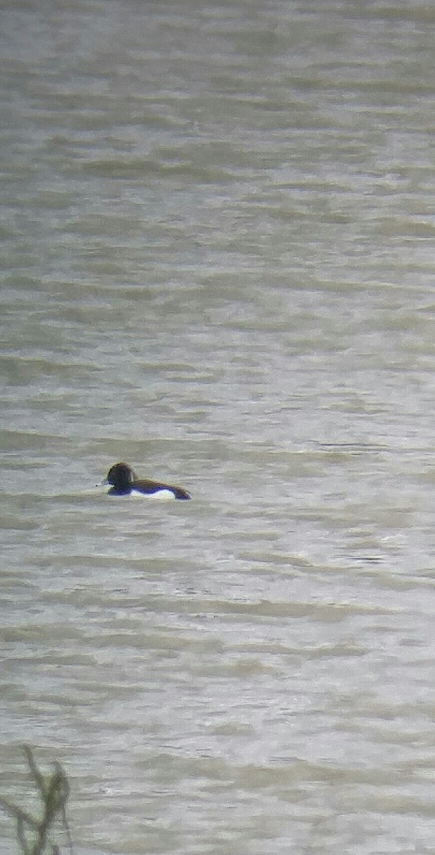 Tufted Duck - ML95774751