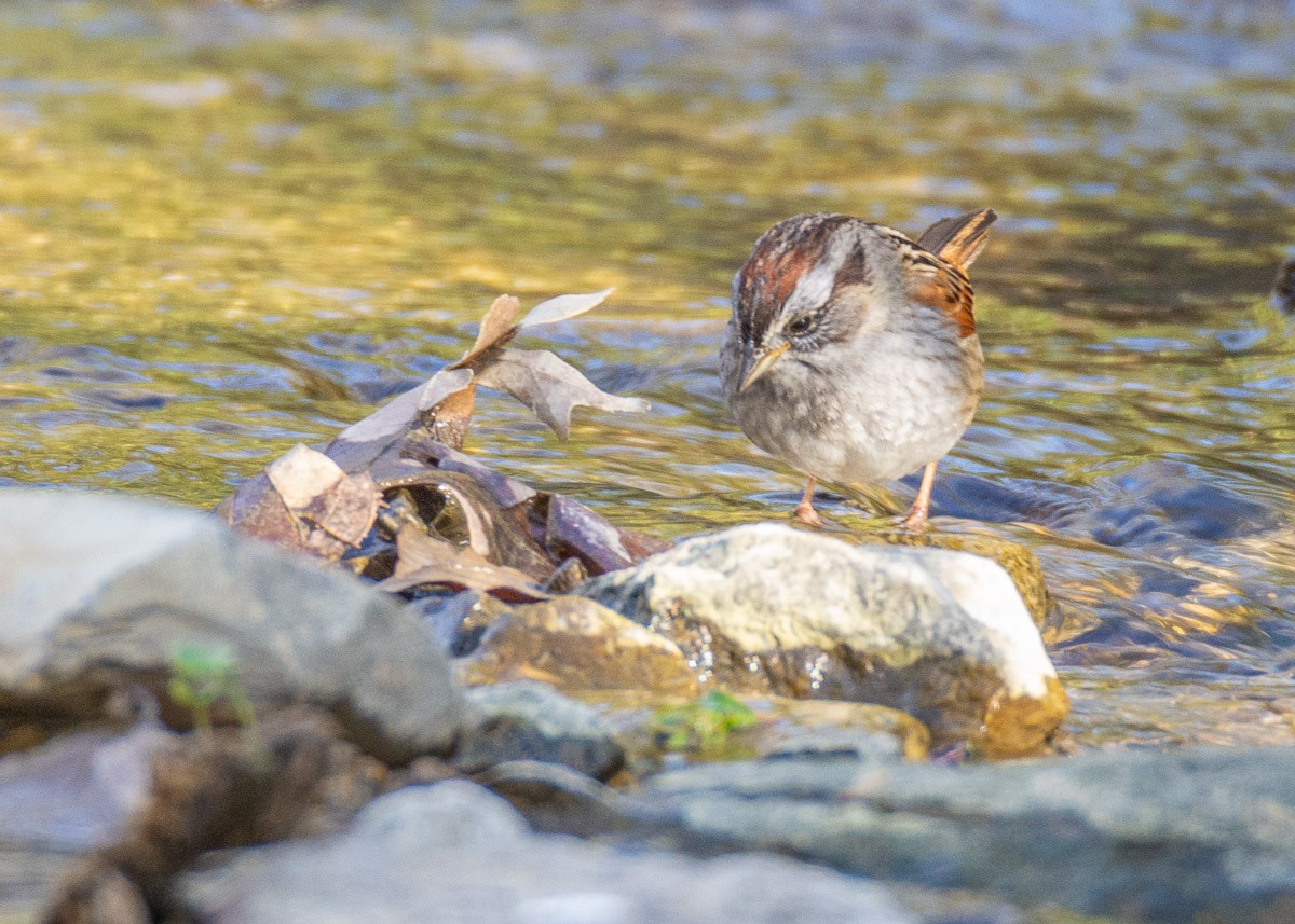Swamp Sparrow - mark kraus