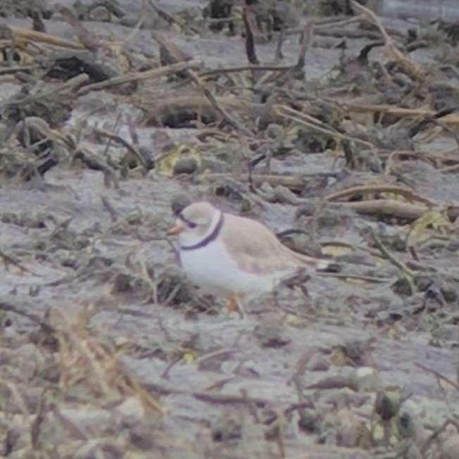 Piping Plover - ML95780081