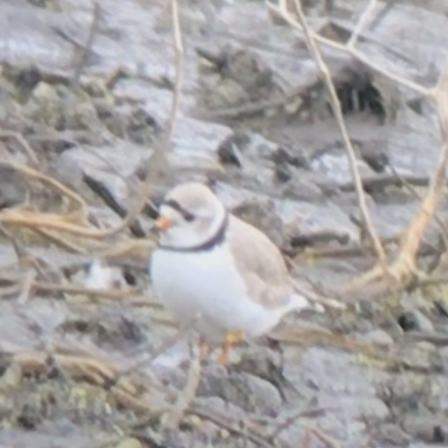 Piping Plover - ML95780091