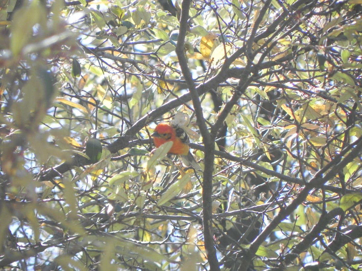 Flame-colored Tanager - Mary Muchowski