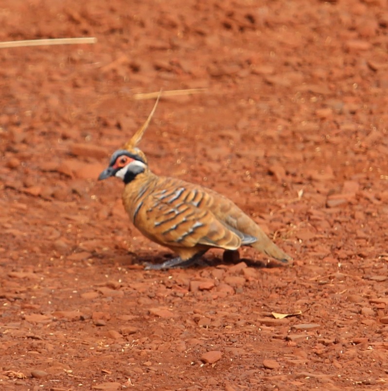Spinifex Pigeon - Jan and Larry Martin