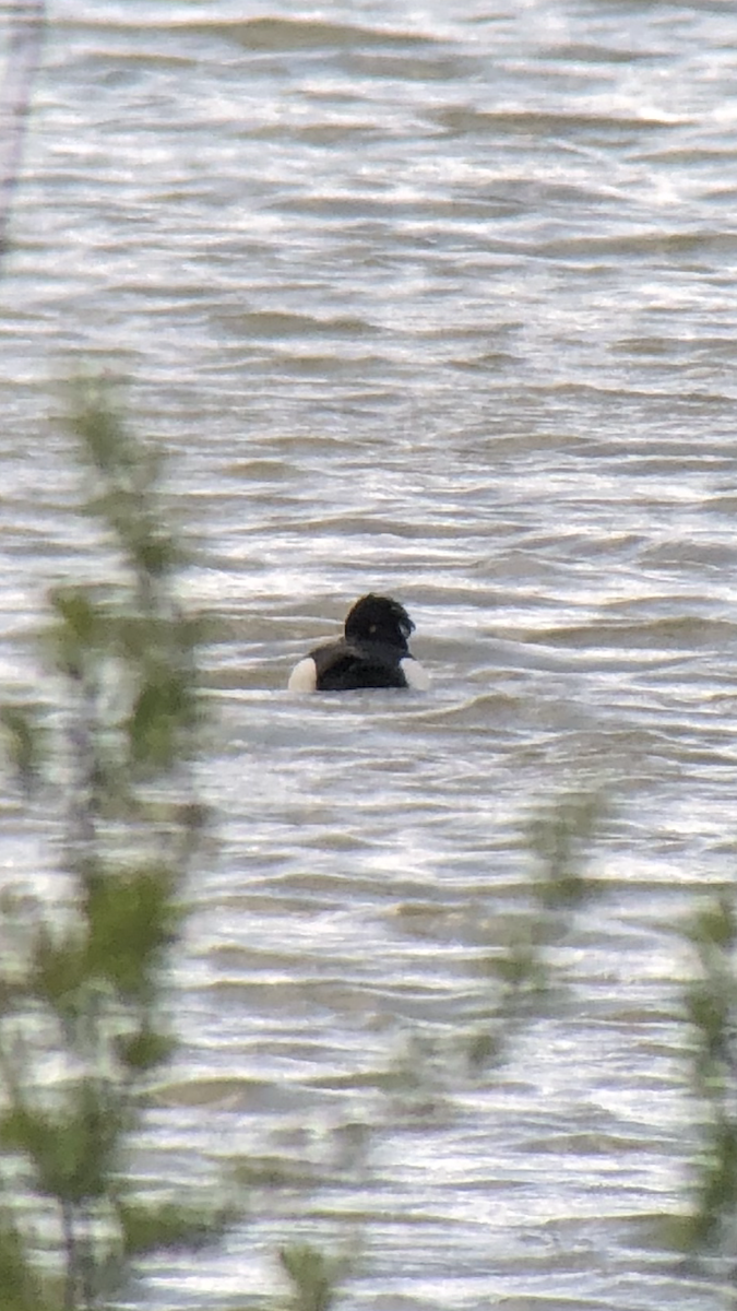Tufted Duck - ML95787881