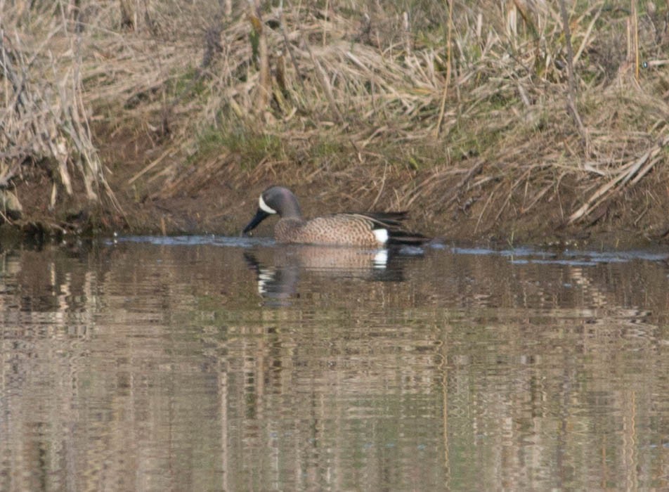 Blue-winged Teal - ML95788361