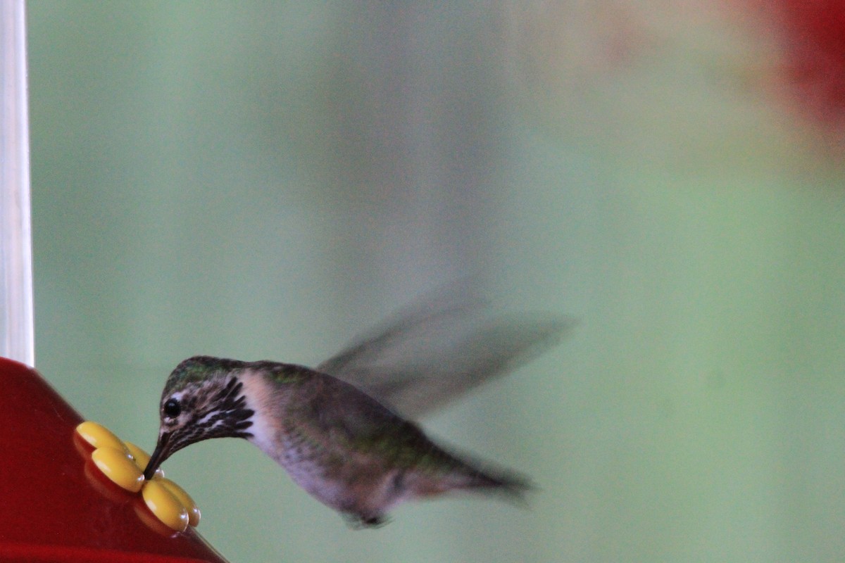 Calliope Hummingbird - ML95790481