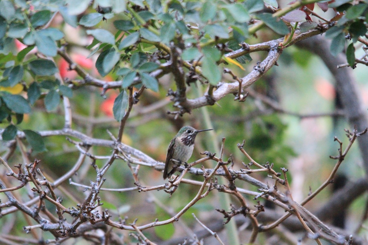 Calliope Hummingbird - mia kim