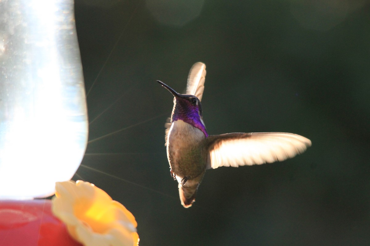 Costa's Hummingbird - ML95790921