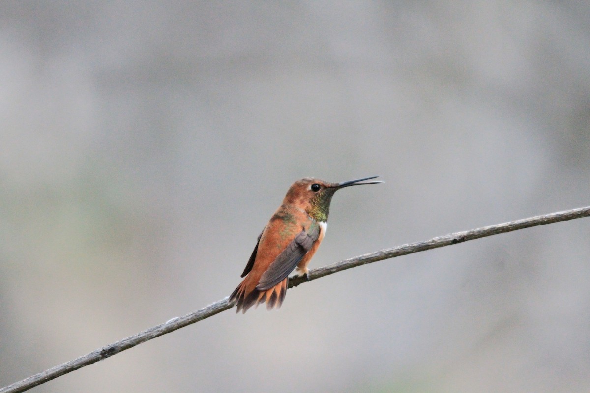 Rufous Hummingbird - ML95790931