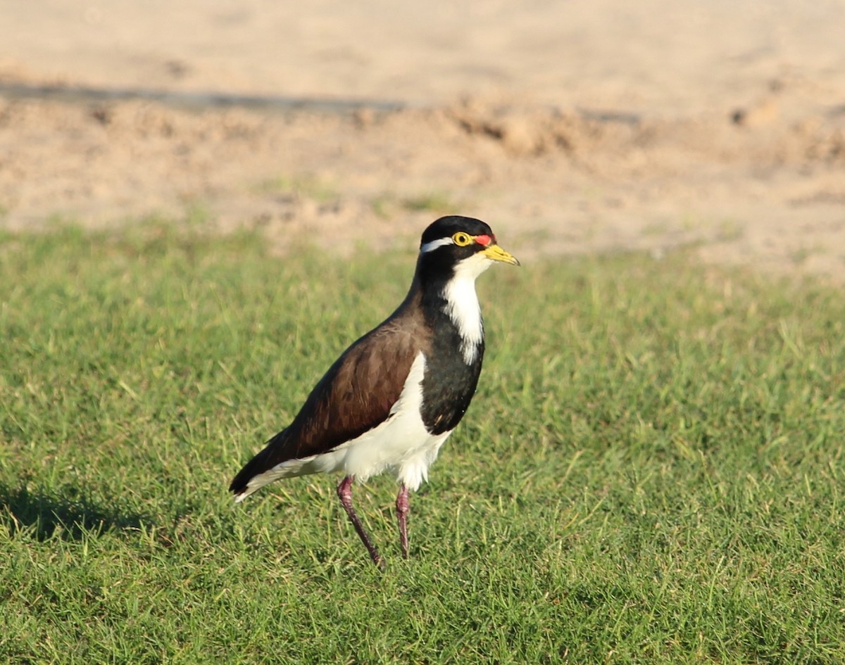 Banded Lapwing - ML95792121