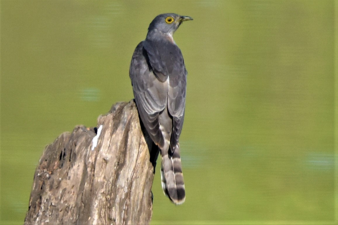 Common Hawk-Cuckoo - Vivek Ramakrishnan