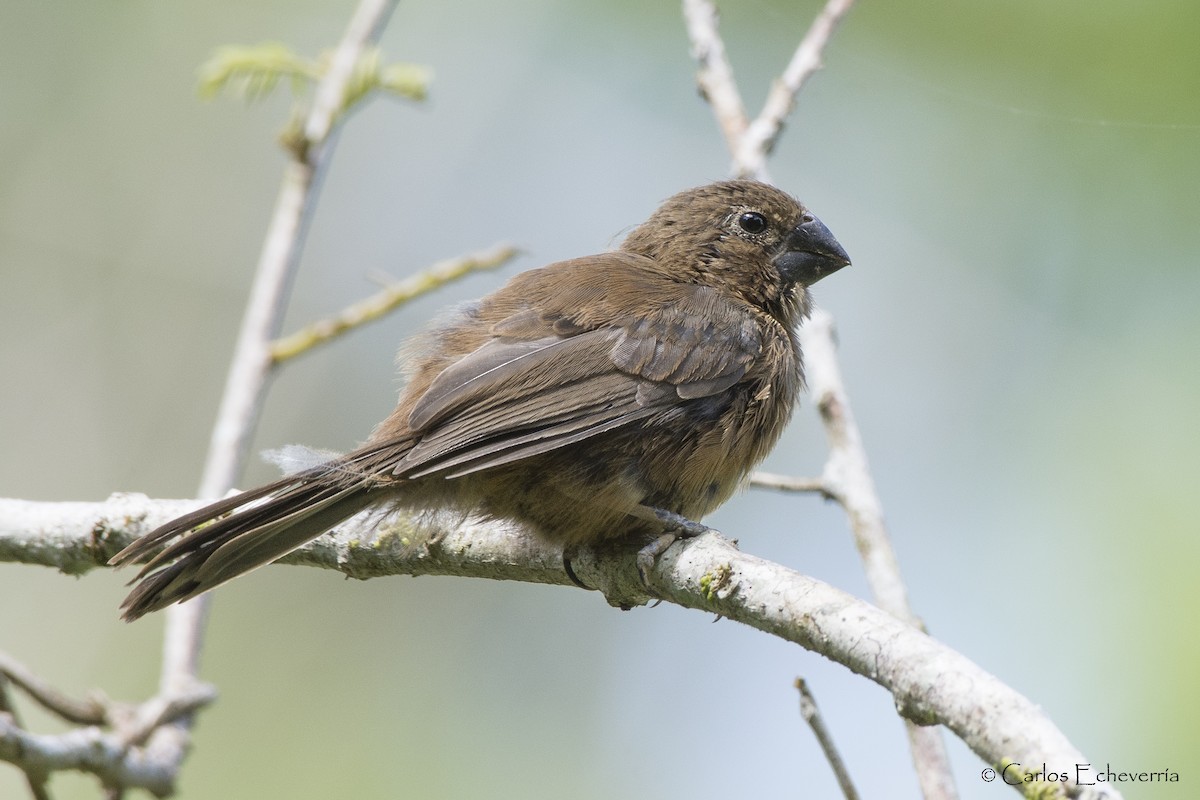 Thick-billed Seed-Finch - ML95795991