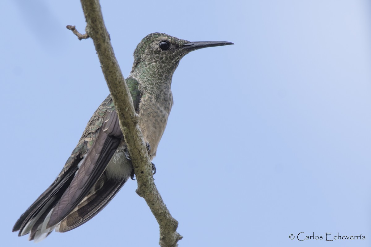 Scaly-breasted Hummingbird - Carlos Echeverría