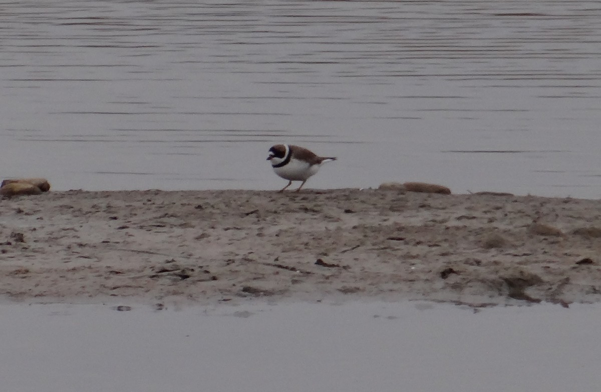 Semipalmated Plover - Cole Sage