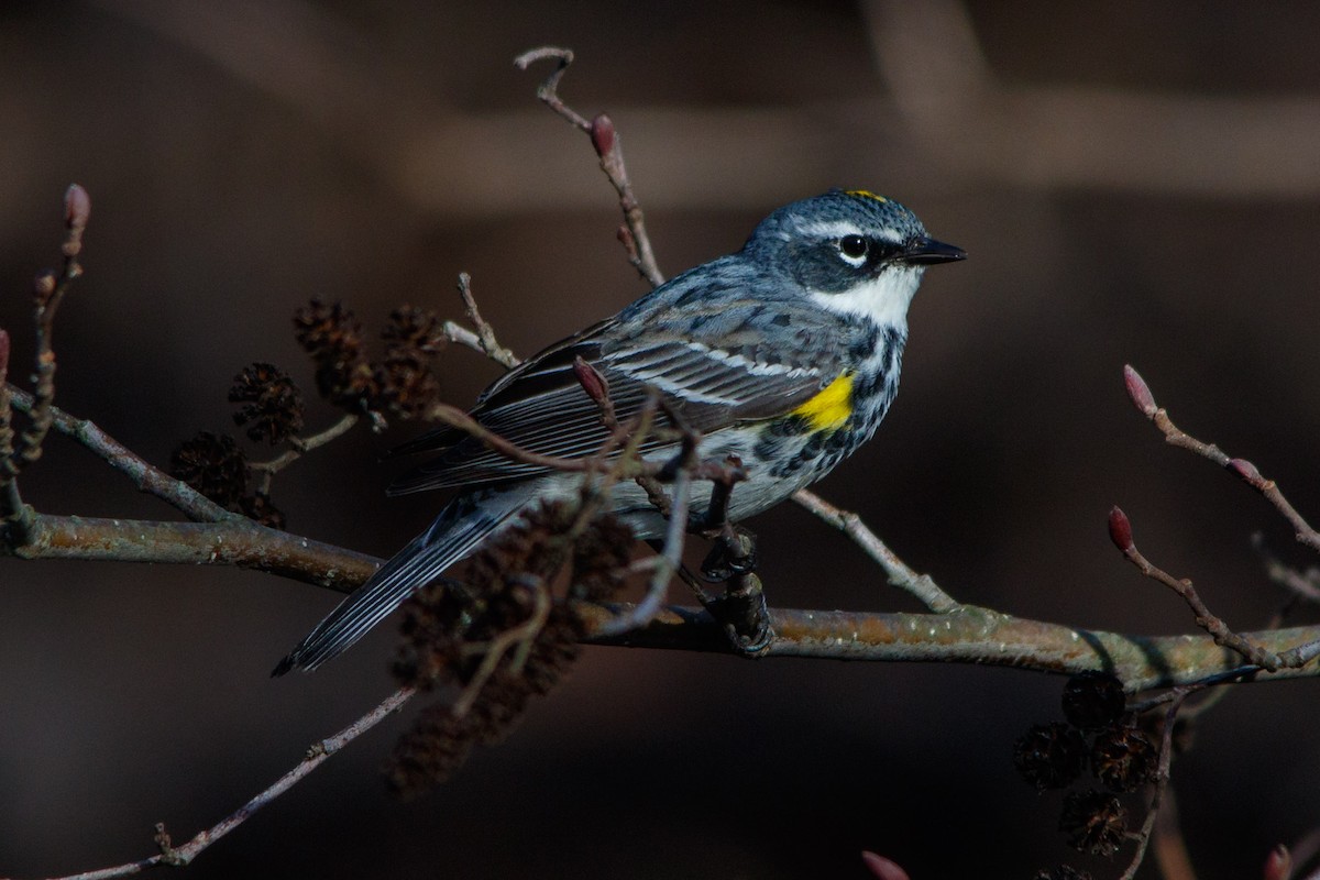 Yellow-rumped Warbler (Myrtle) - Craig Kingma