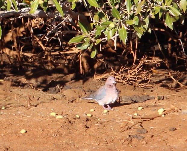 Laughing Dove - ML95800511