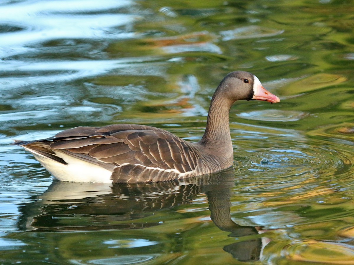 Greater White-fronted Goose - Christine Jacobs