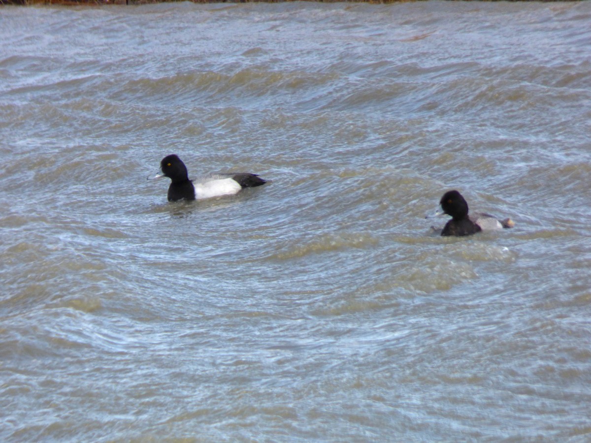 Lesser Scaup - Terry Swope