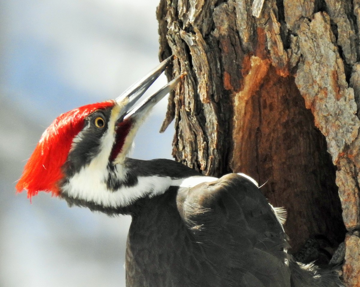 Pileated Woodpecker - Kathleen Janik