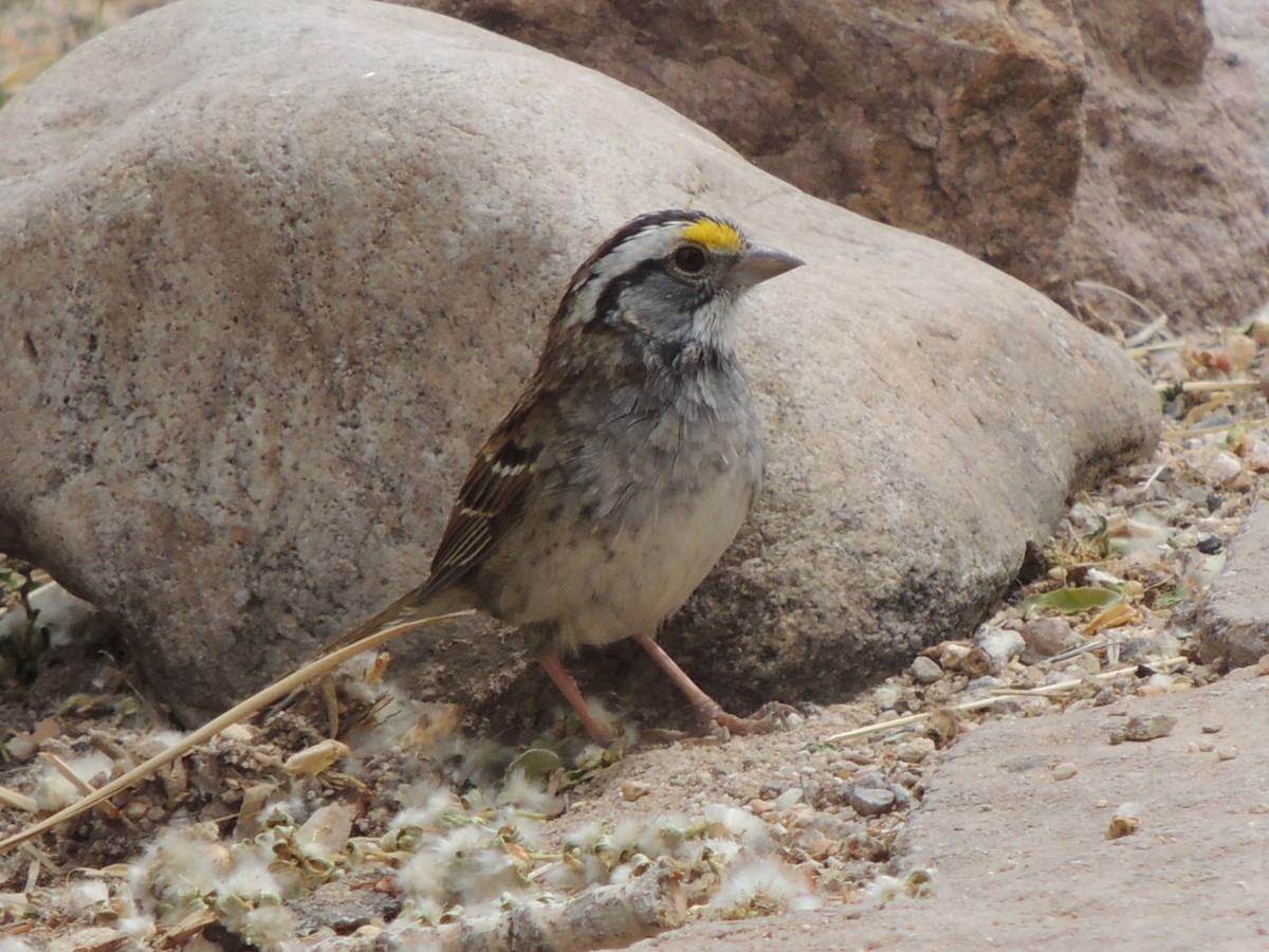 White-throated Sparrow - Brian Johnson
